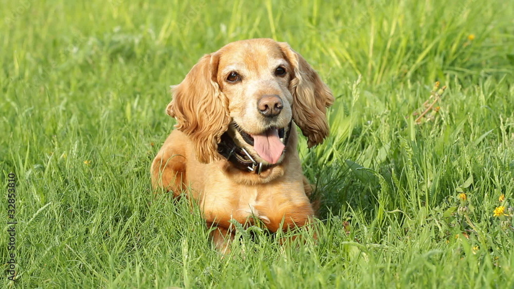 Cocker Spaniel on a green meadow Cocker Spaniel on a green meadow