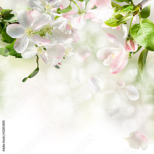 apple blossom