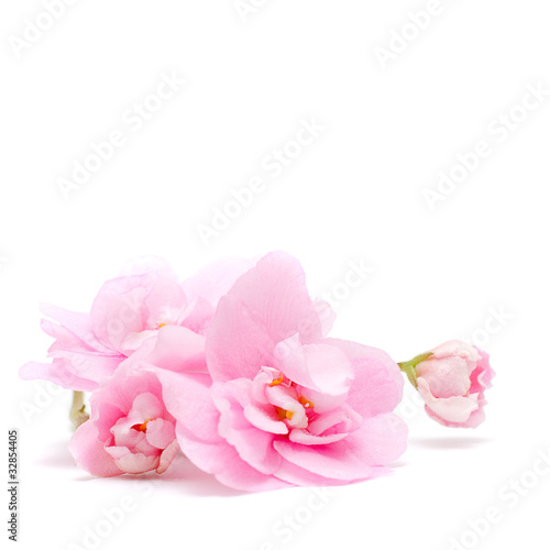 Pink Flower isolated on white -  tender floral background