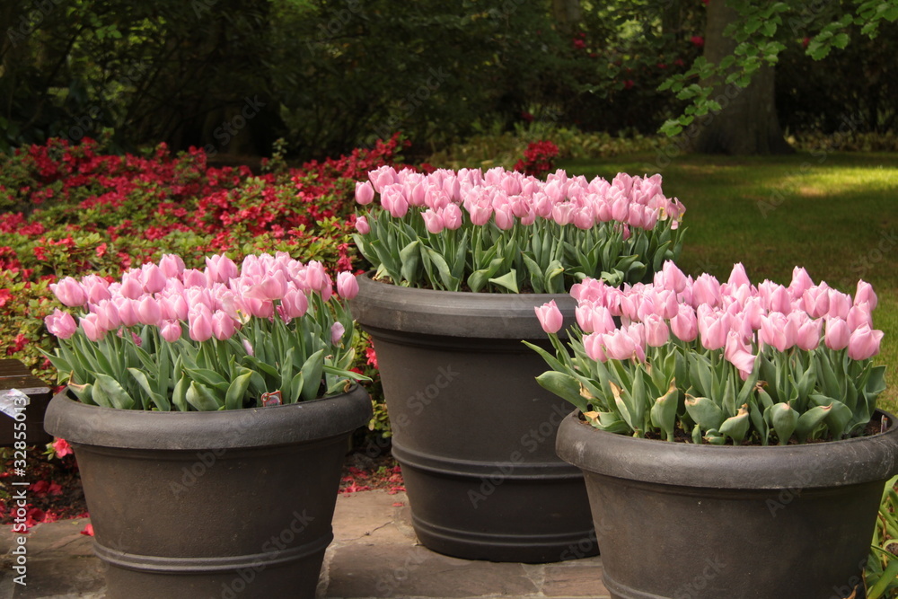 Tres macetas con tulipanes rosas