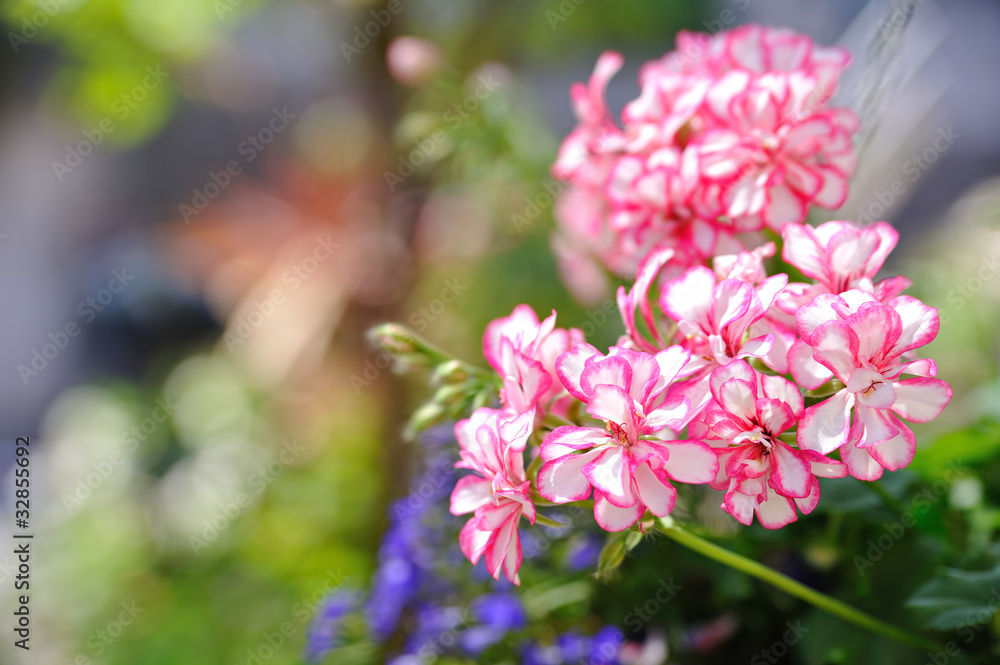 薔薇 薔薇