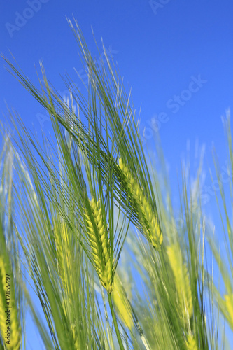 小麦と青空