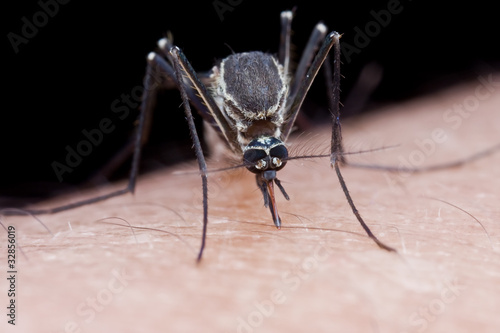 A mosquito sucking human blood on hand
