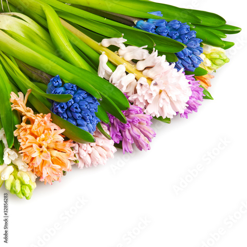 hyacinth photo