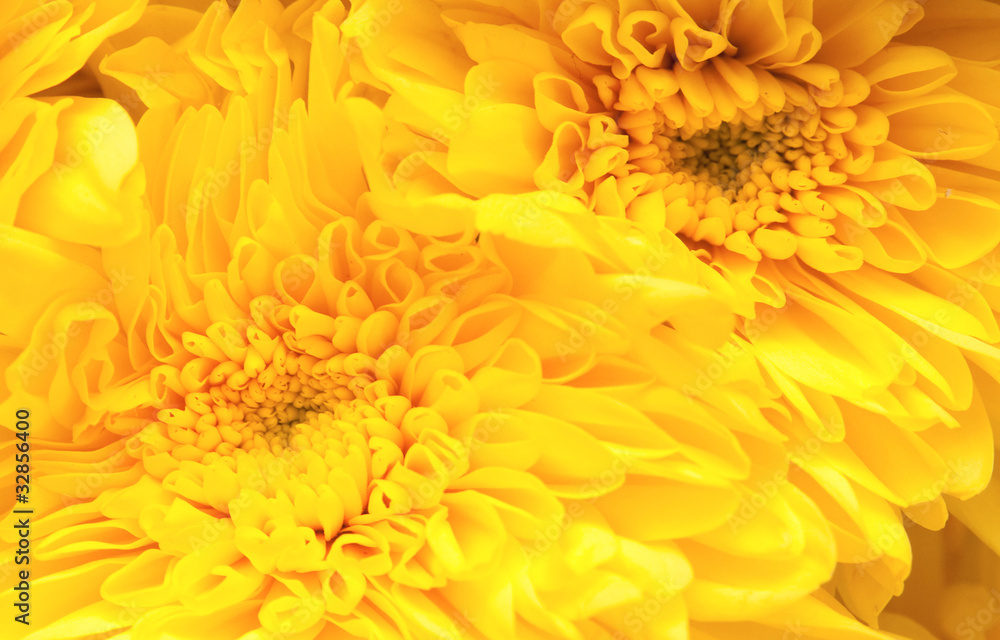 chrysanthemum chrysanthemum