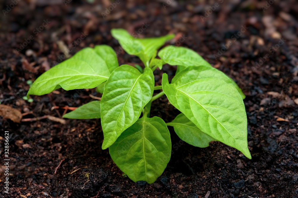 Pepper seedling plant in soil Pepper seedling plant in soil