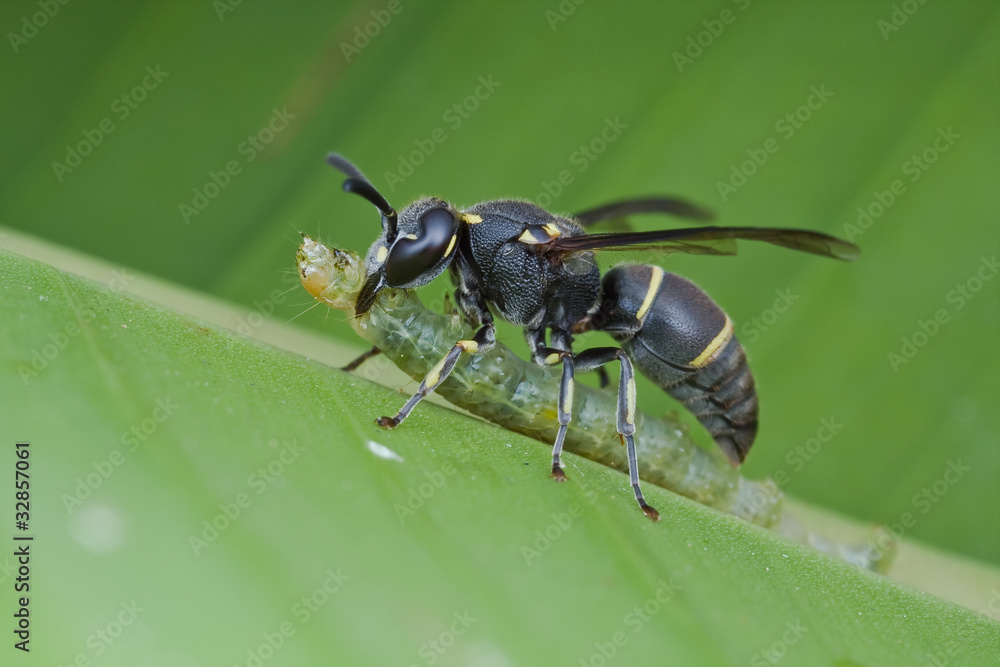 Macro shot of a wasp with beetle larva as prey
