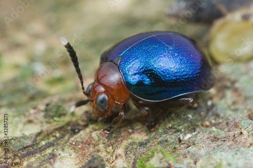 Macro shot of a blue and red beetle