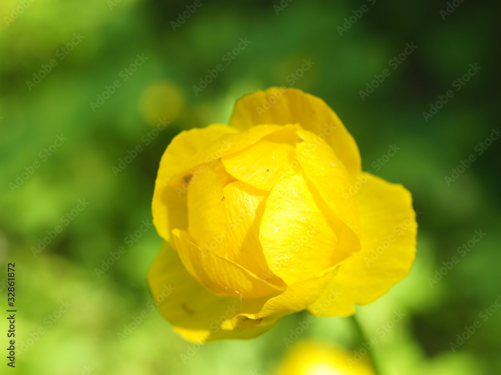 Yellow flower of trollius, spring macro Yellow flower of trollius, spring macro