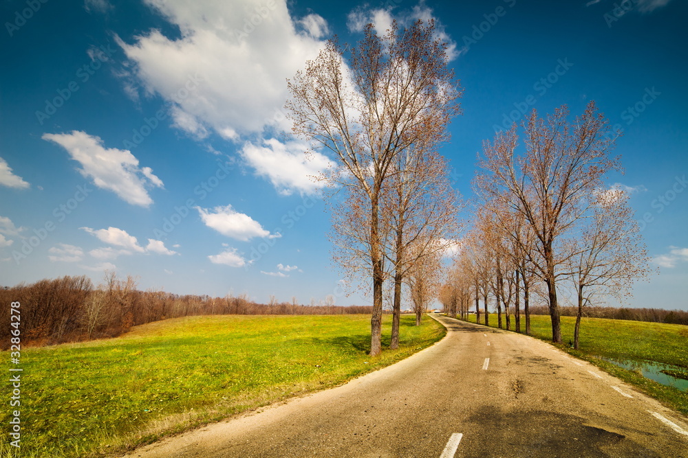 Empty road between trees