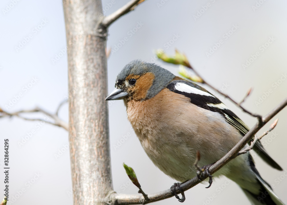 Chaffinch on tree close up Chaffinch on tree close up