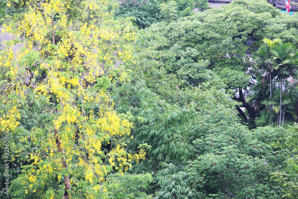 Fototapeta premium Tree in Thailand.