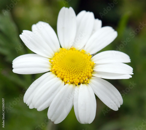 Daisy close up. Wild chamomile