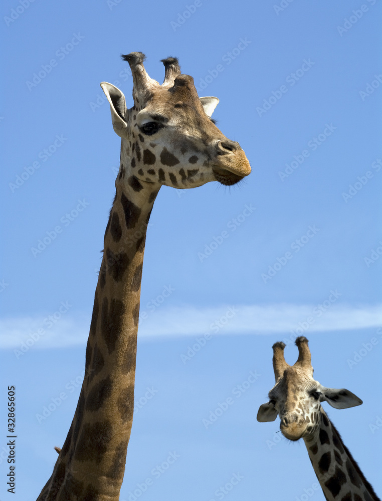 Fototapeta premium Due giraffe