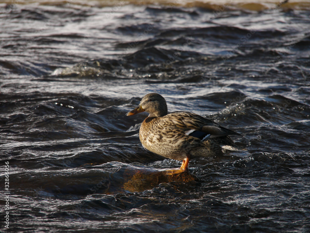 Ducks on the river in winter Ducks on the river in winter