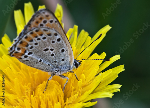 Butterfly closeup on yellow dandelion © artlosk