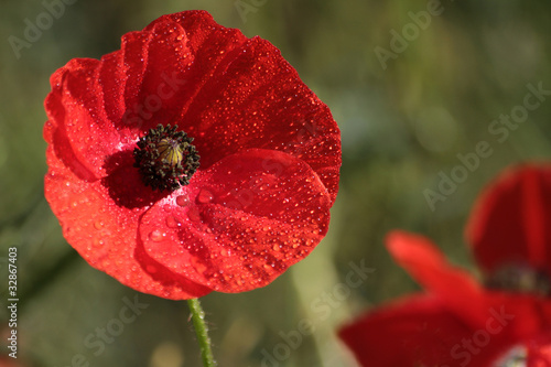 Fototapeta Naklejka Na Ścianę i Meble -  Rosa