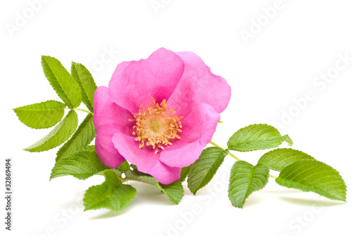 Beautiful tea rose on a white background.