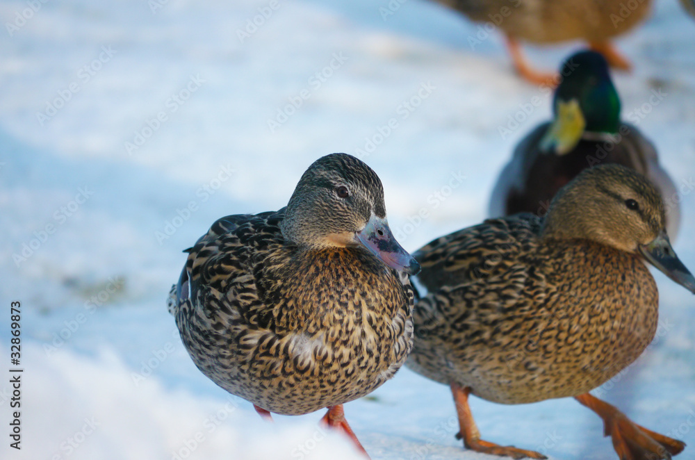 Duck on the river in winter Duck on the river in winter