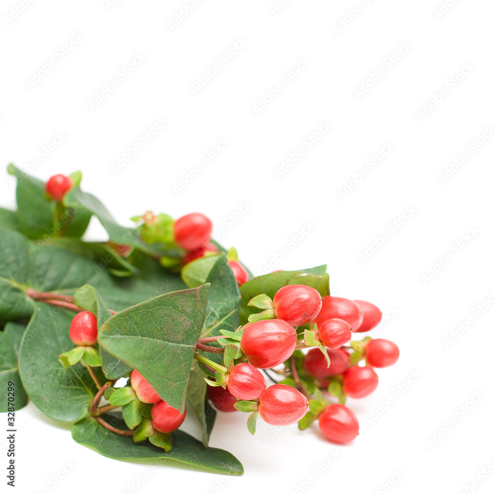 Floral background with green leaves and red berry Floral background with green leaves and red berry