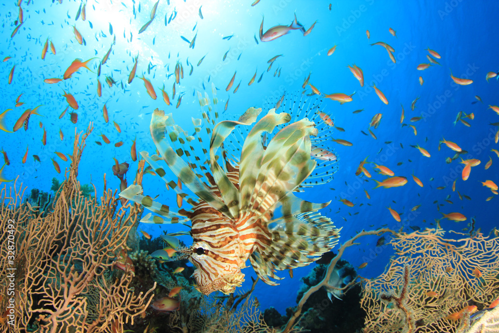 Fototapeta premium Lionfish and Fan Corals
