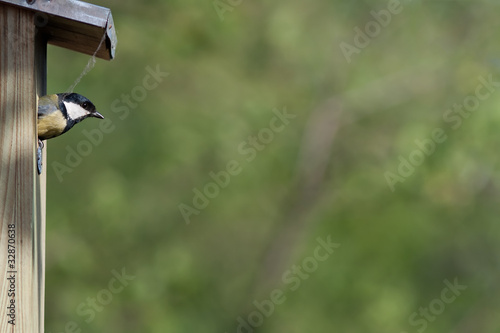 Great tit photo