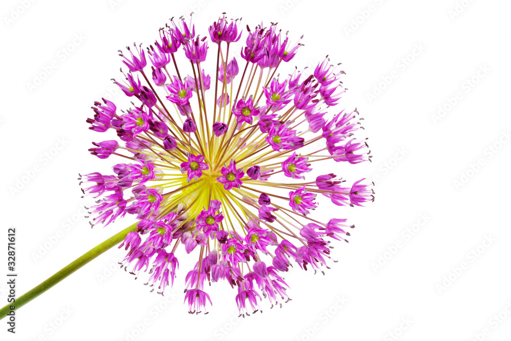 Obraz premium Allium