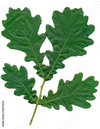 leaves of durmast - oak