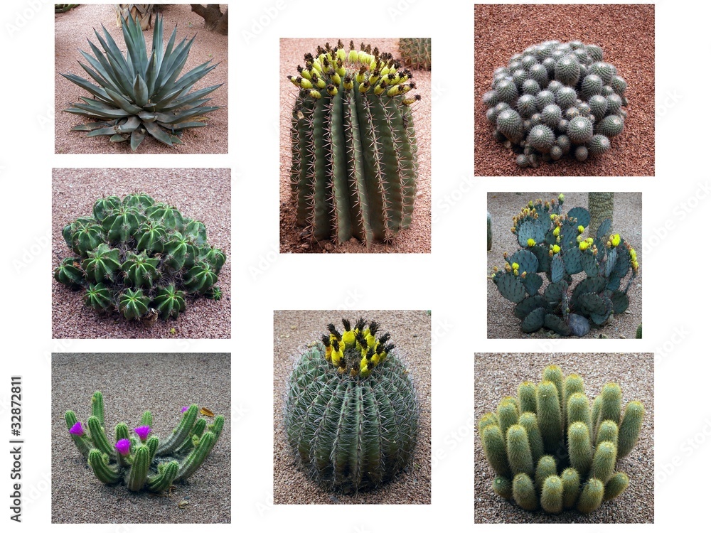 Kaktusy w Ogrodach Majorelle - obrazy, fototapety, plakaty 