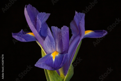 Fototapeta Naklejka Na Ścianę i Meble -  Blue iris