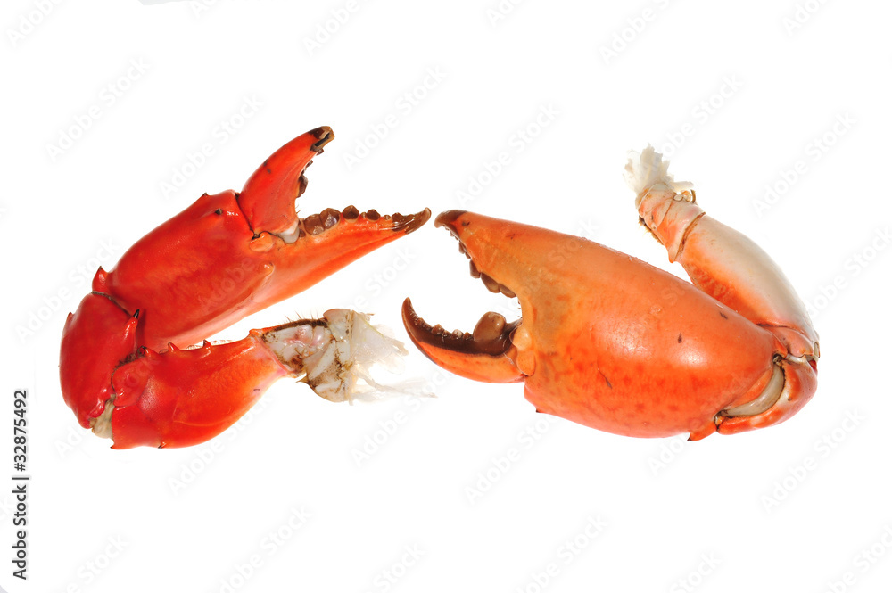 Two Cooked Crab Pincers Isolated On White Background Stock Photo | Adobe  Stock