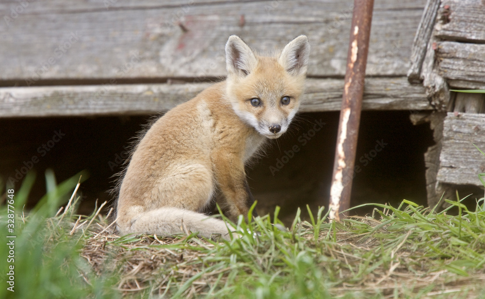 Fototapeta premium Fox Kits