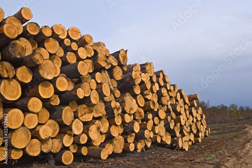 heap of pine barrel in a forest
