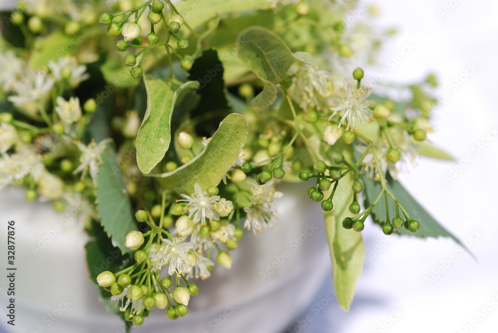 Lindenblüten (Tilia platyphyllos) Homöophatie StockFoto Adobe Stock