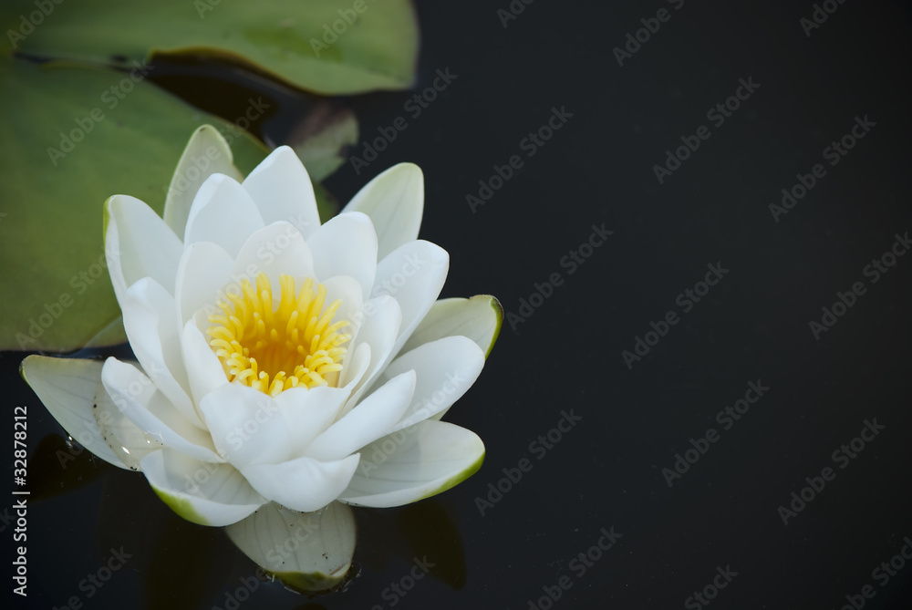 has revealed in a pond