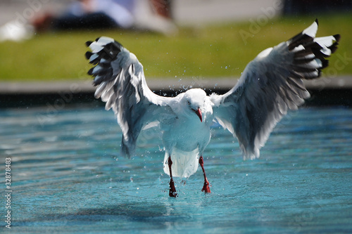 Seagull photo