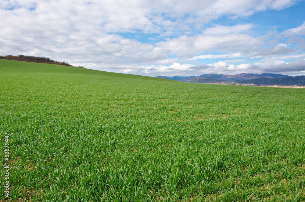 Fototapeta premium Green Grass