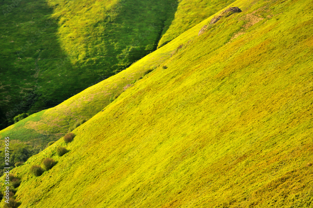 Spring mountain slopes covered with bilberry bushes
