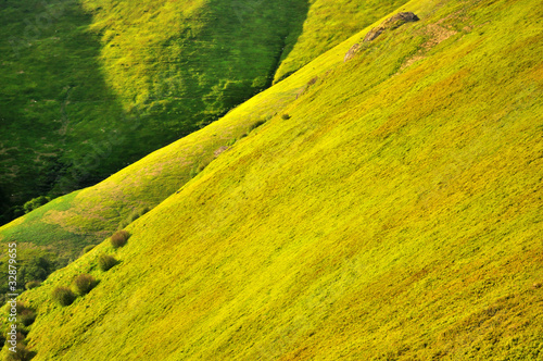 Spring mountain slopes covered with bilberry bushes photo