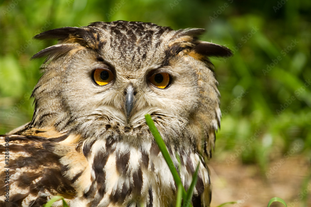 Fototapeta premium European Eagle Owl