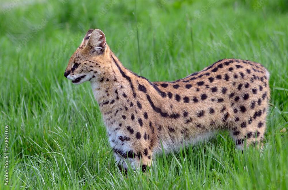 Serval vu de profil dans l'herbe haute Serval vu de profil dans l'herbe haute