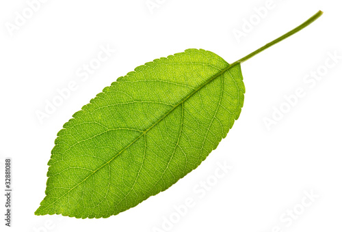 Apple leaf isolated
