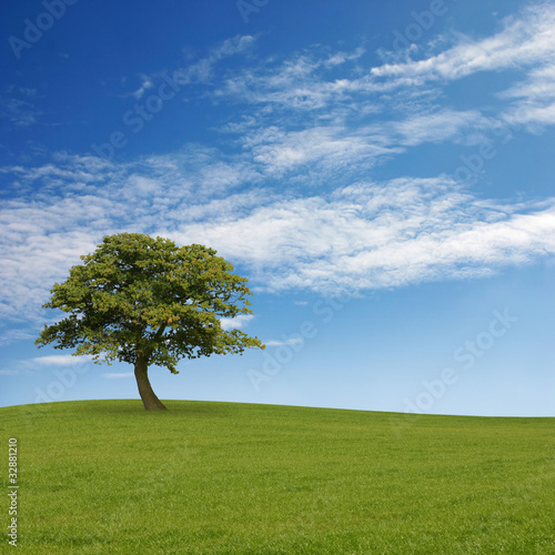 A Lone Tree with Blue Sky and Grass © Binkski