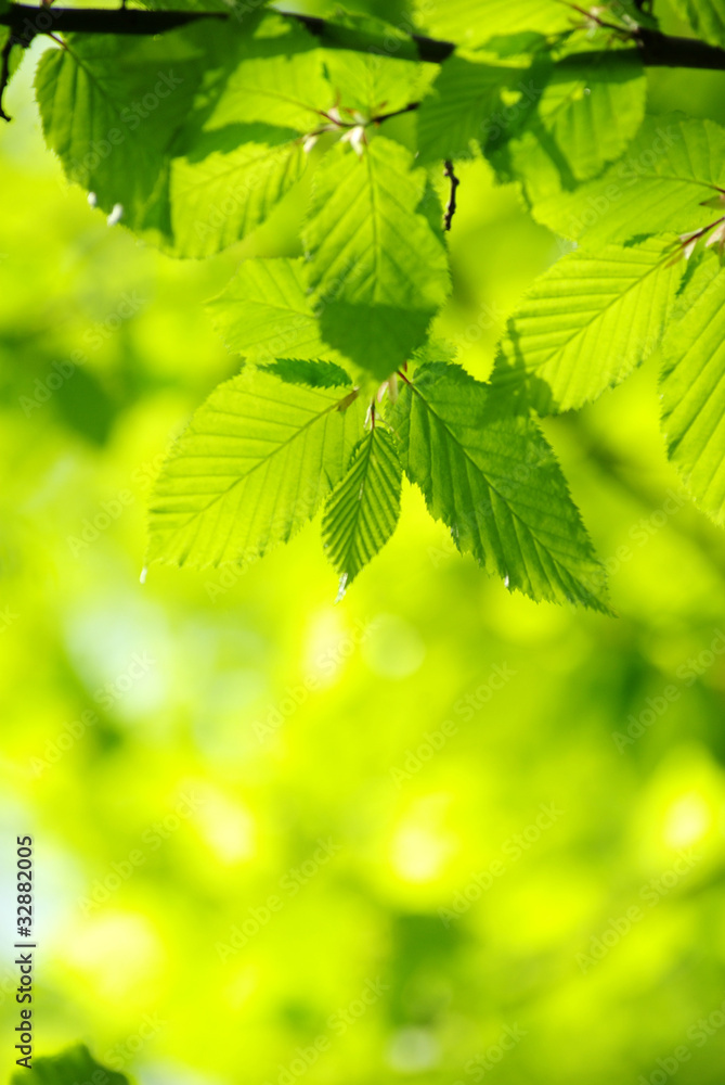 green leaves green leaves