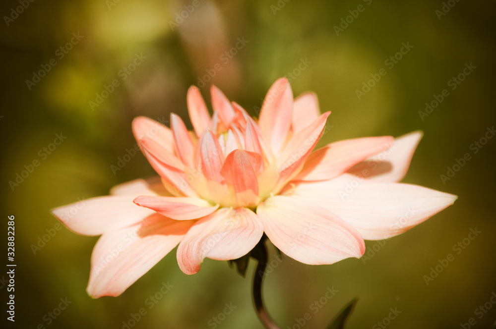 Fototapeta premium Dahlia. Seerose