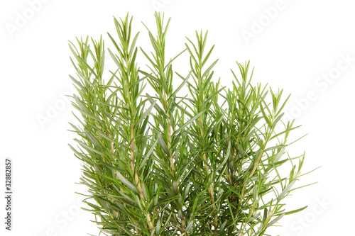 Fresh rosemary in closeup over white background