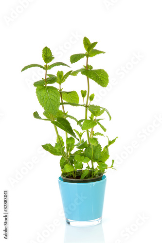 Fresh mint plant in blue pot over white background