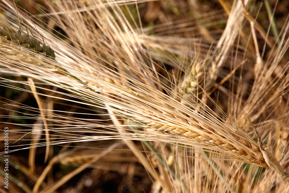 Wheatfield Wheatfield