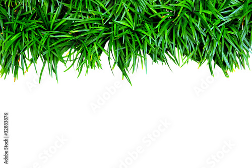 Isolated green grass on white background