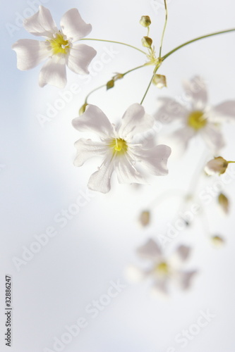White little flowers